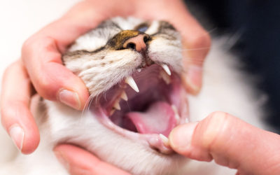 Medicatie toedienen bij mijn hond of kat – Handige tips
