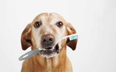 De maand van het gebit komt er weer aan!