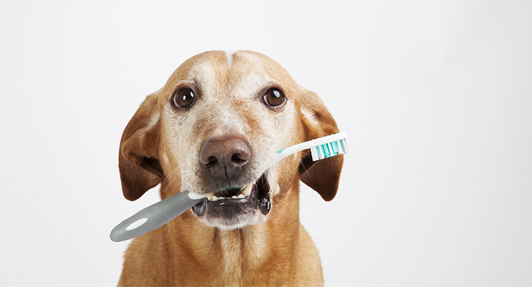 maand-van-het-gebit-hond