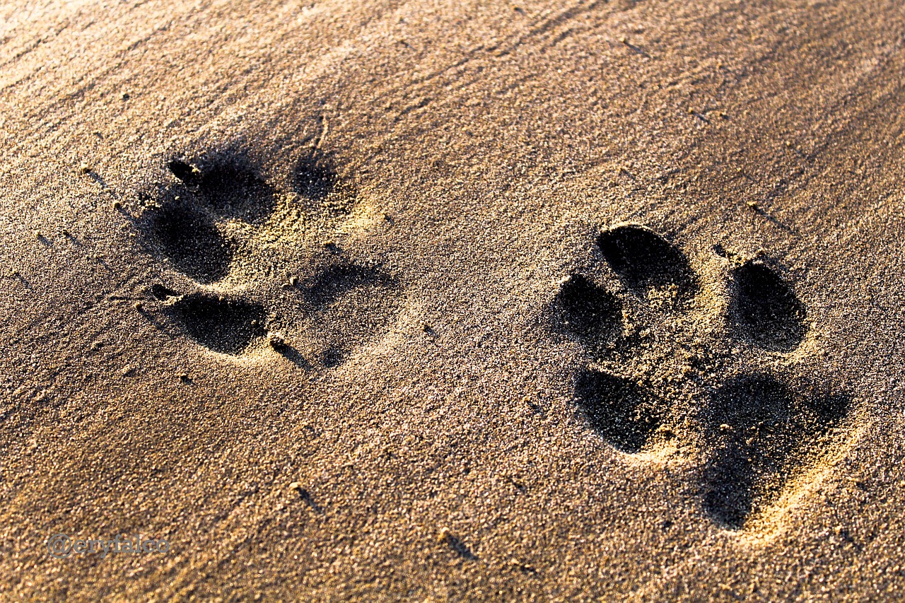 dogs-paw-sand