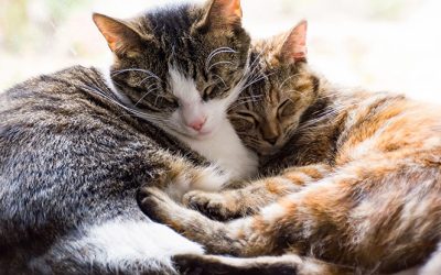 Valentijnsdag: kunnen dieren ook verliefd zijn, net als mensen?