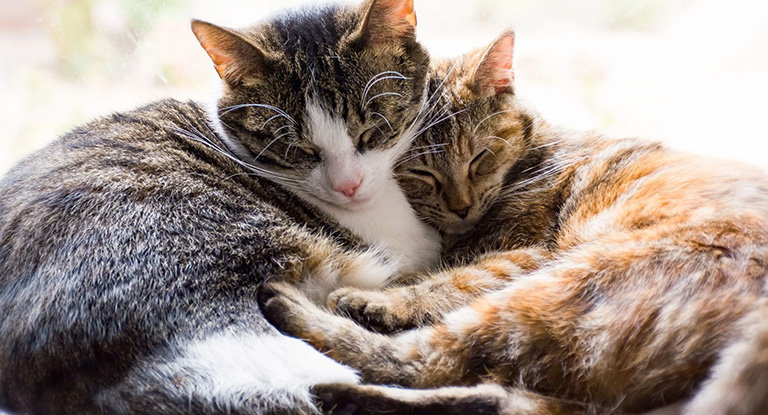 valentijn_katten valentijn_katten