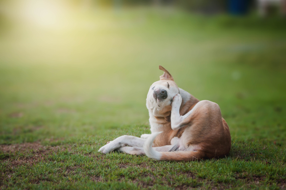 allergie-bij-honden