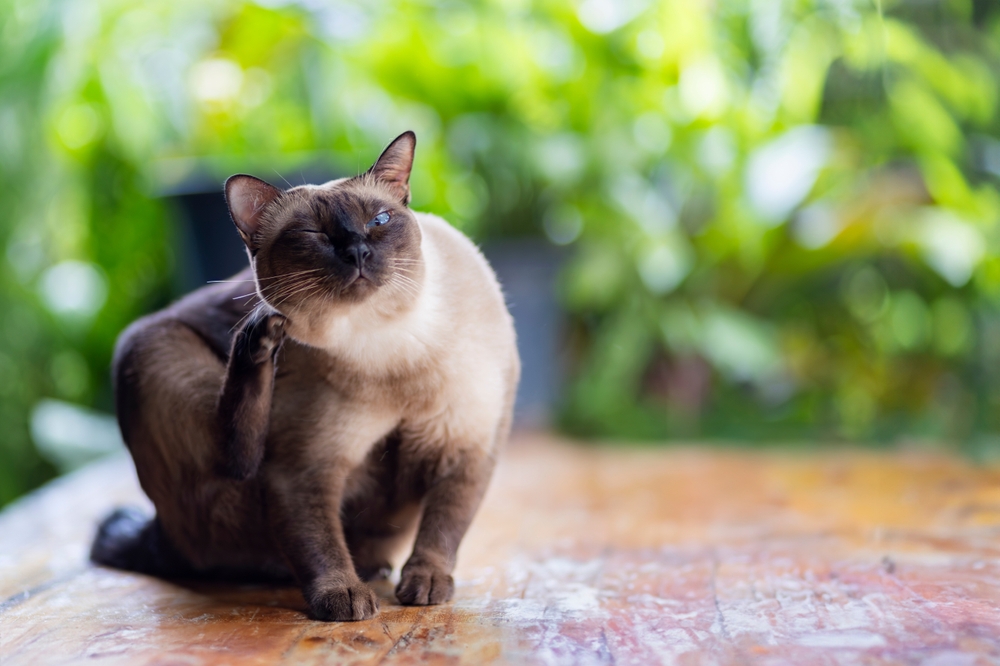 allergie-bij-katten allergie-bij-katten