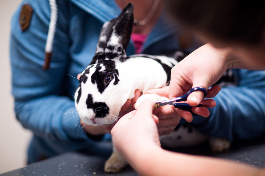 Dierenkliniek-lussing-by-kirstenvansanten-103