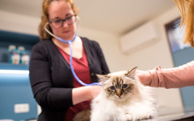 Vacature: Dierenarts (8-24 uur per week)