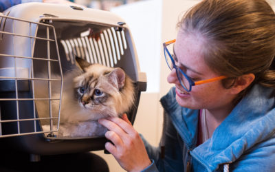 Met uw kat naar de dierenarts? Lees de tips!