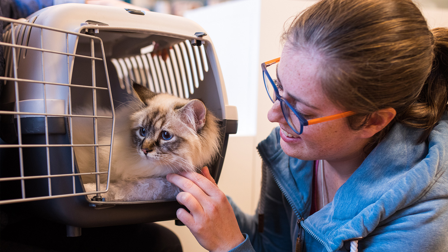 kat-naar-de-dierenarts-tips kat-naar-de-dierenarts-tips