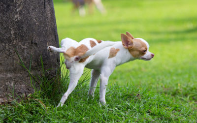 Urine opvangen van je hond: Hoe doe je dat?