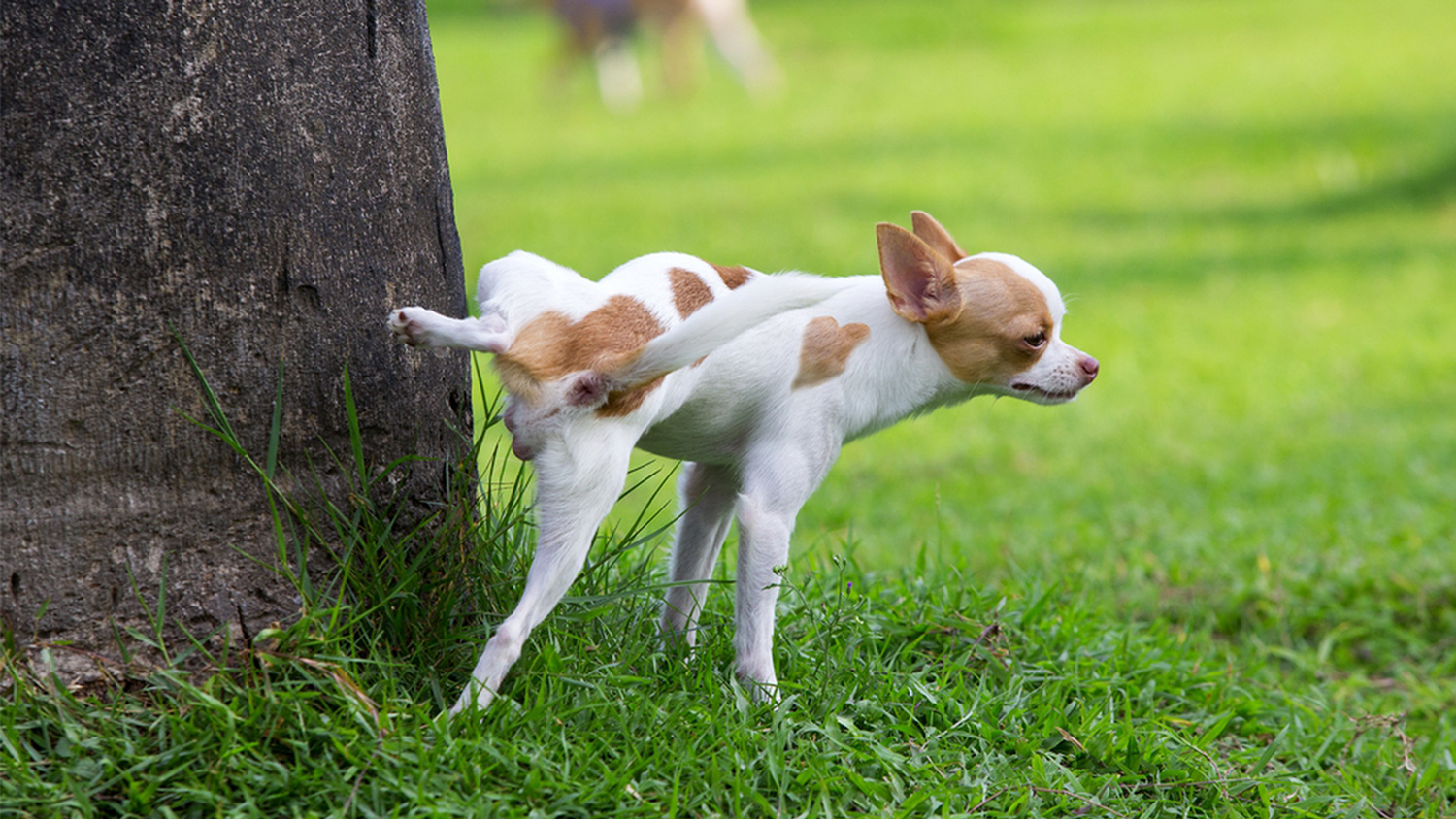 urine-opvangen-hond-vers