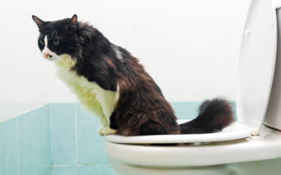 Urine van je kat opvangen doe je zo!
