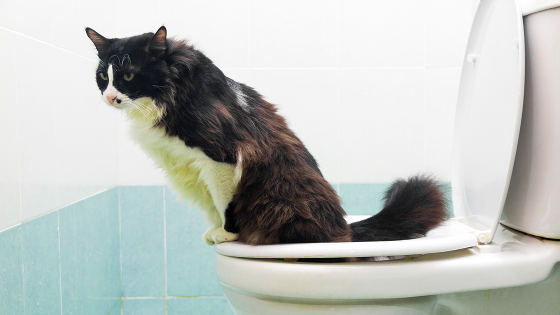 urine-opvangen-kat