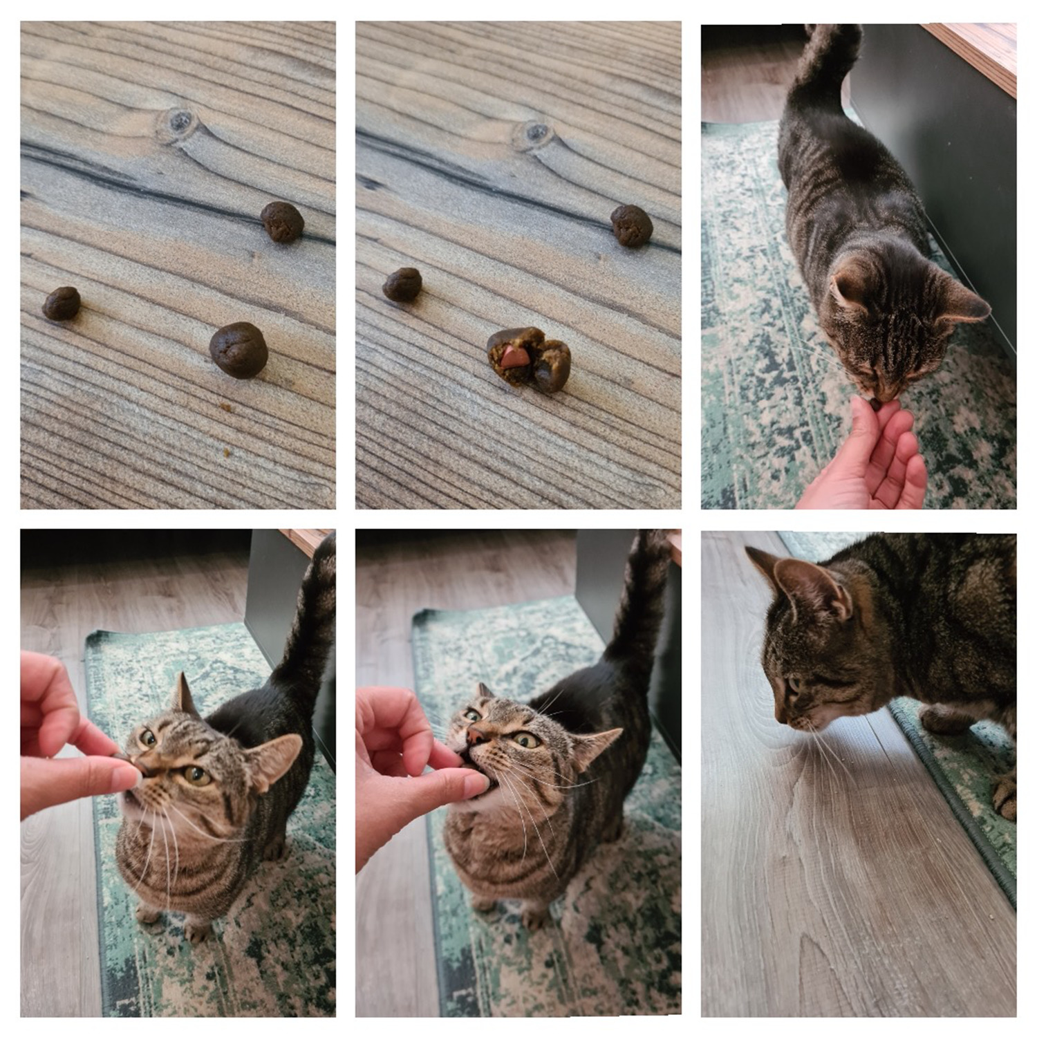 easypill-kat-medicijn-geven