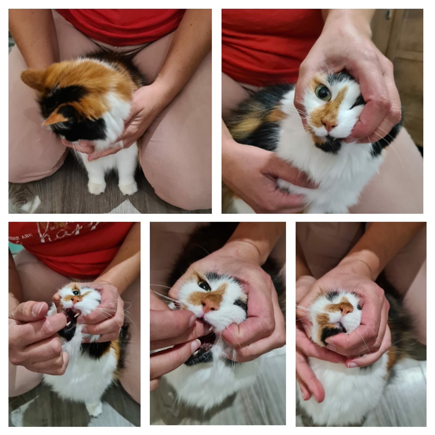 kat-medicijnen-geven-in-bek