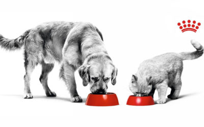 ROYAL CANIN® Punten Sparen