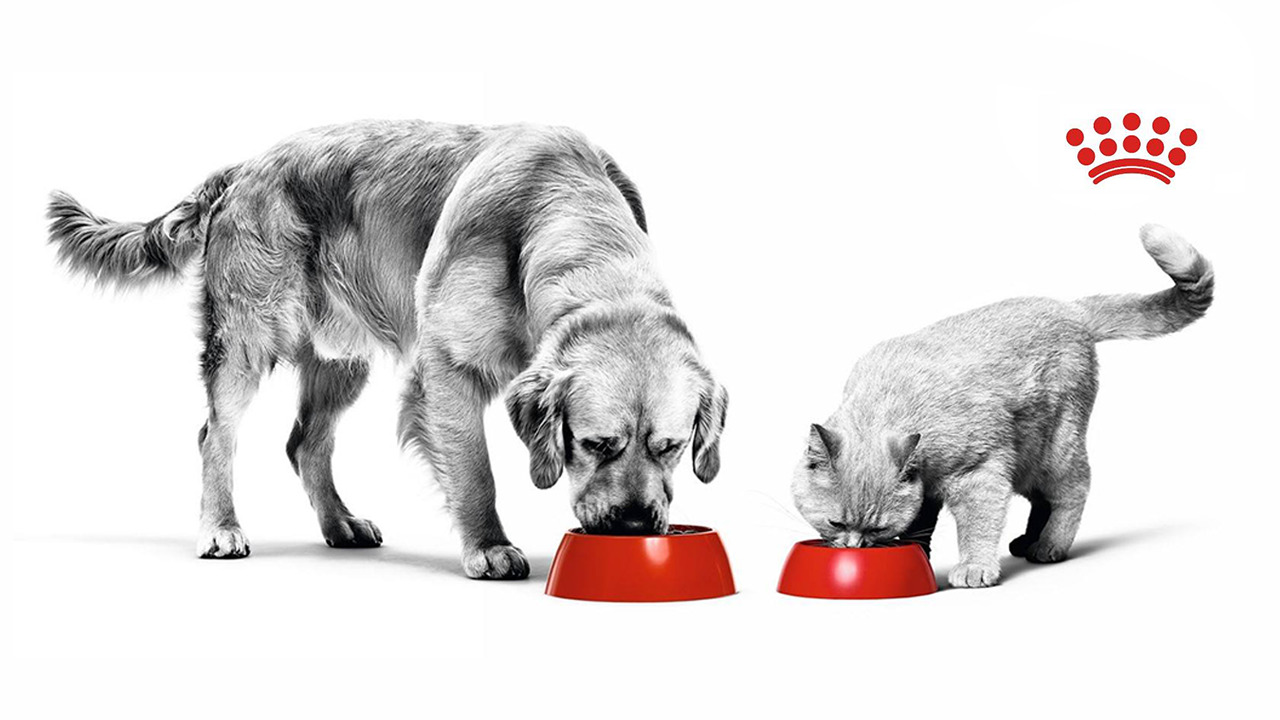 spaarkaart_royalcanin_10+1